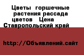 Цветы, горшечные растения,рассада цветов › Цена ­ 25 - Ставропольский край  »    